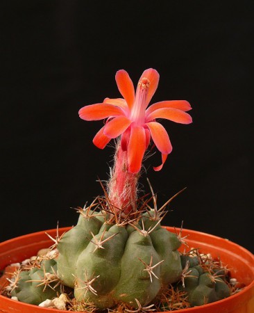 Matucana caespitosa KK1317